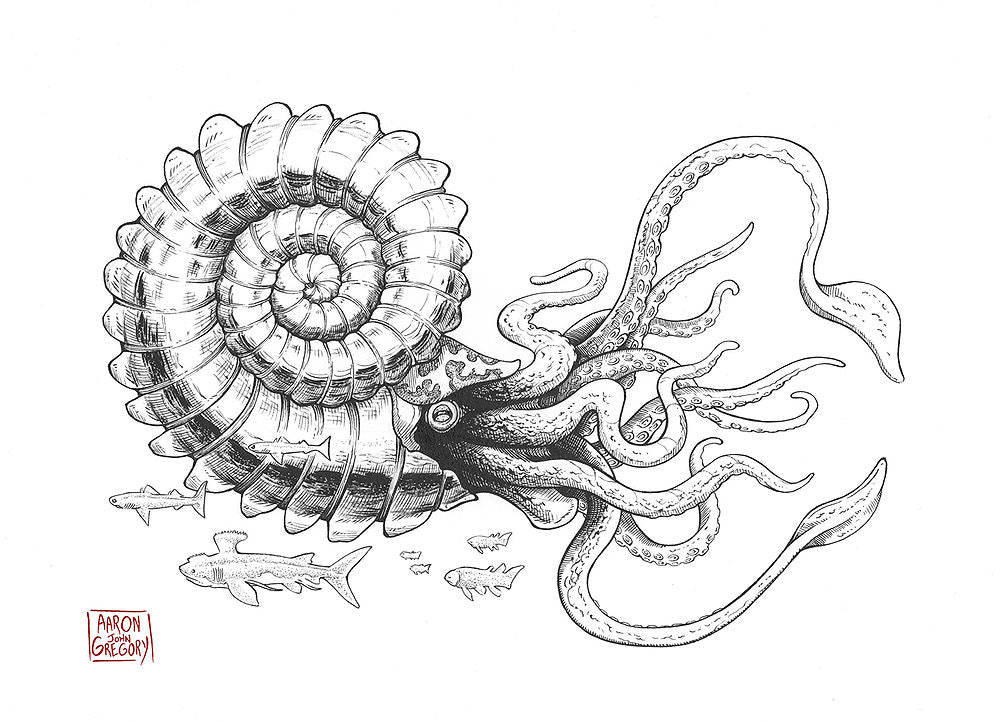 Art Print - Giant Ammonite