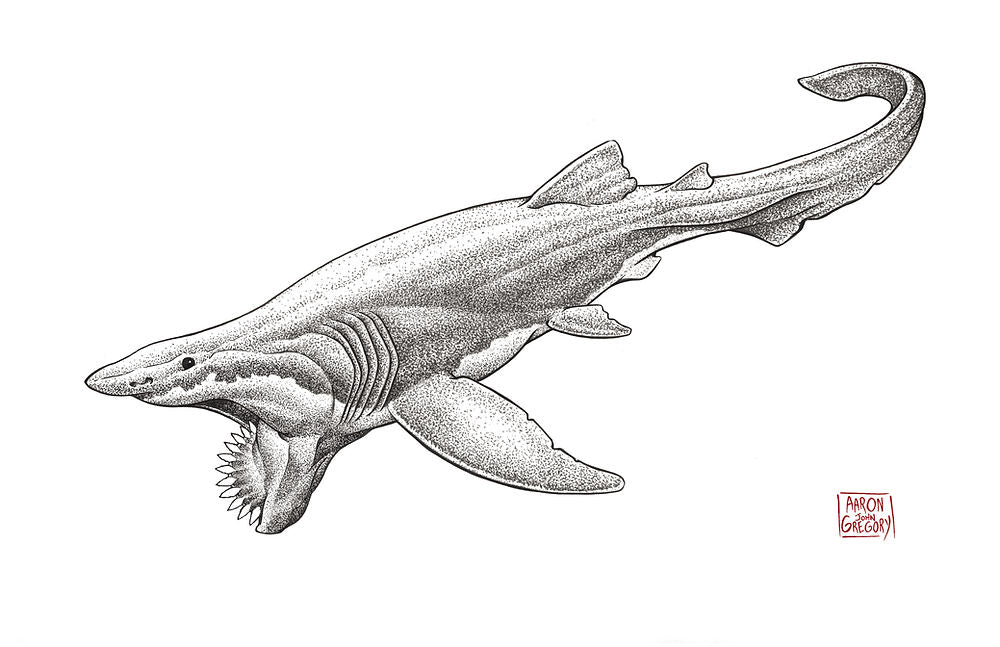 Art Print - Helicoprion