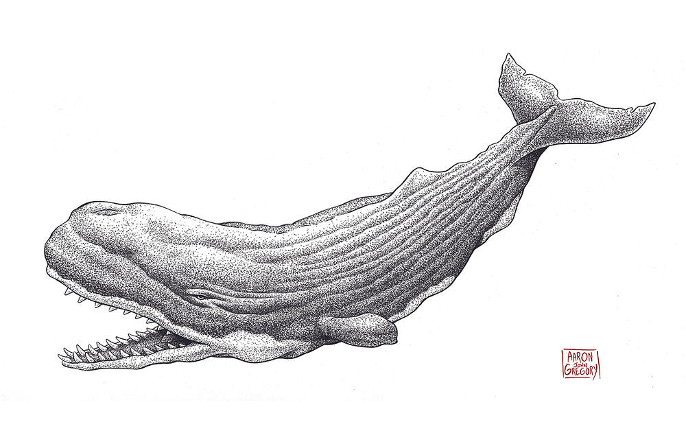 Art Print - Livyatan Mellvillei