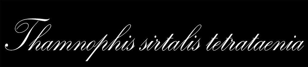 San Francisco Garter Snake Long Sleeve Unisex T-Shirt