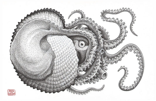 Art Print - Argonaut Octopus