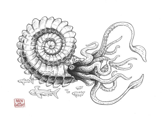 Art Print - Giant Ammonite