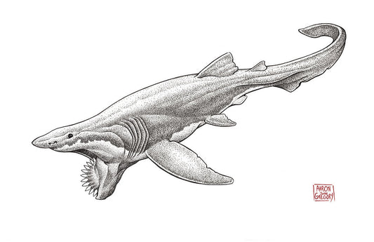 Art Print - Helicoprion