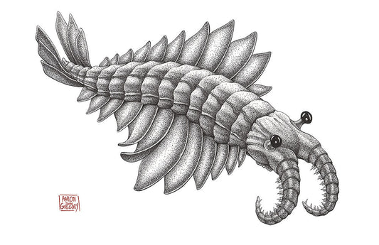 Art Print - Anomalocaris