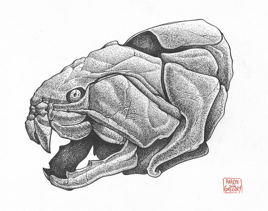 Art Print - Dunkleosteus Skull