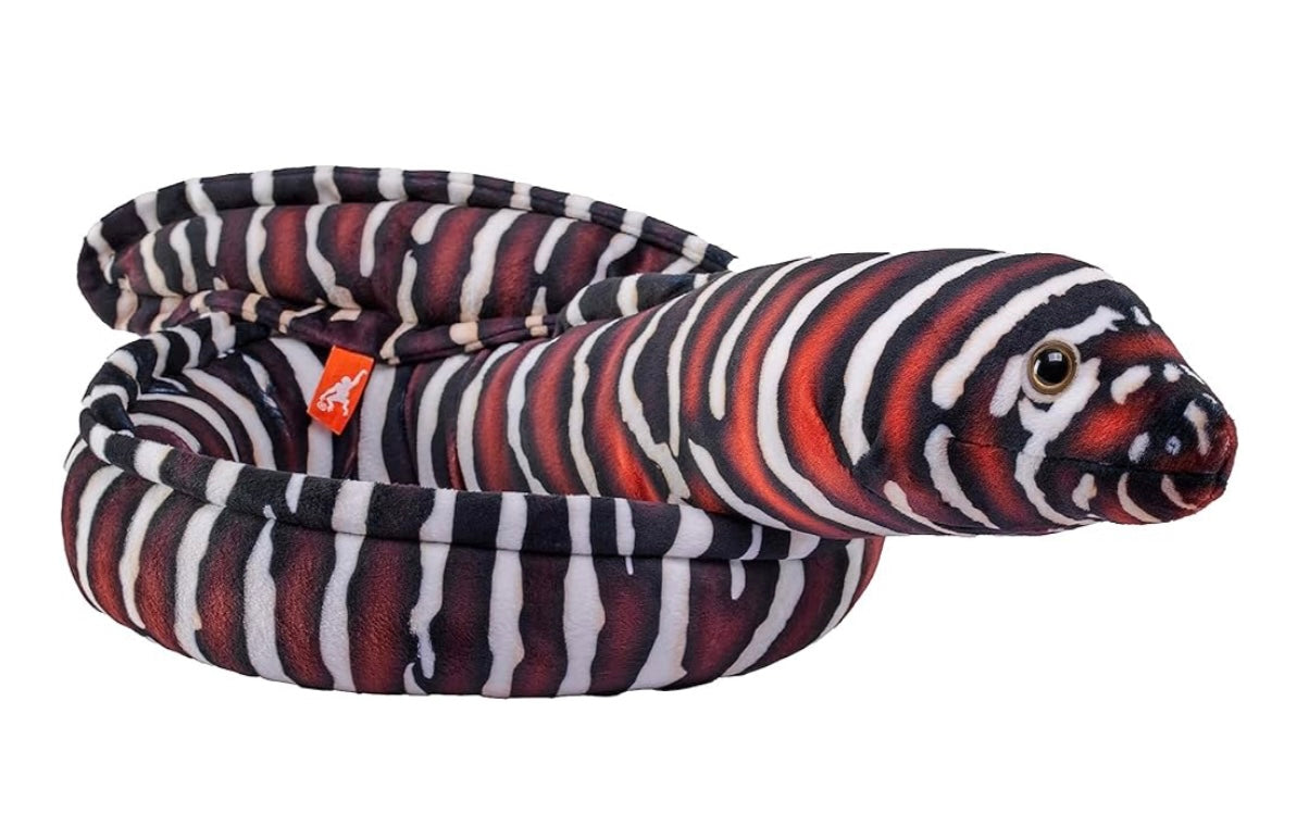 Zebra Moray Eel