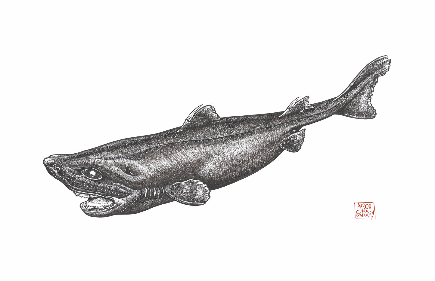 Art Print - Ninja Lanternshark