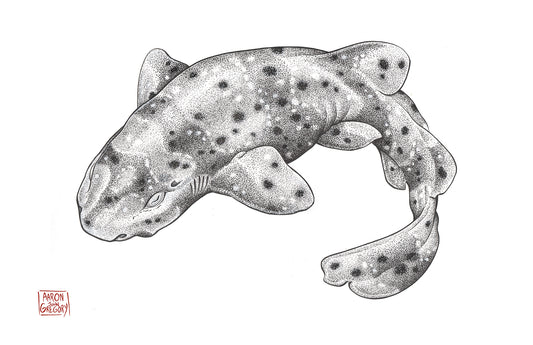 Art Print - Swellshark